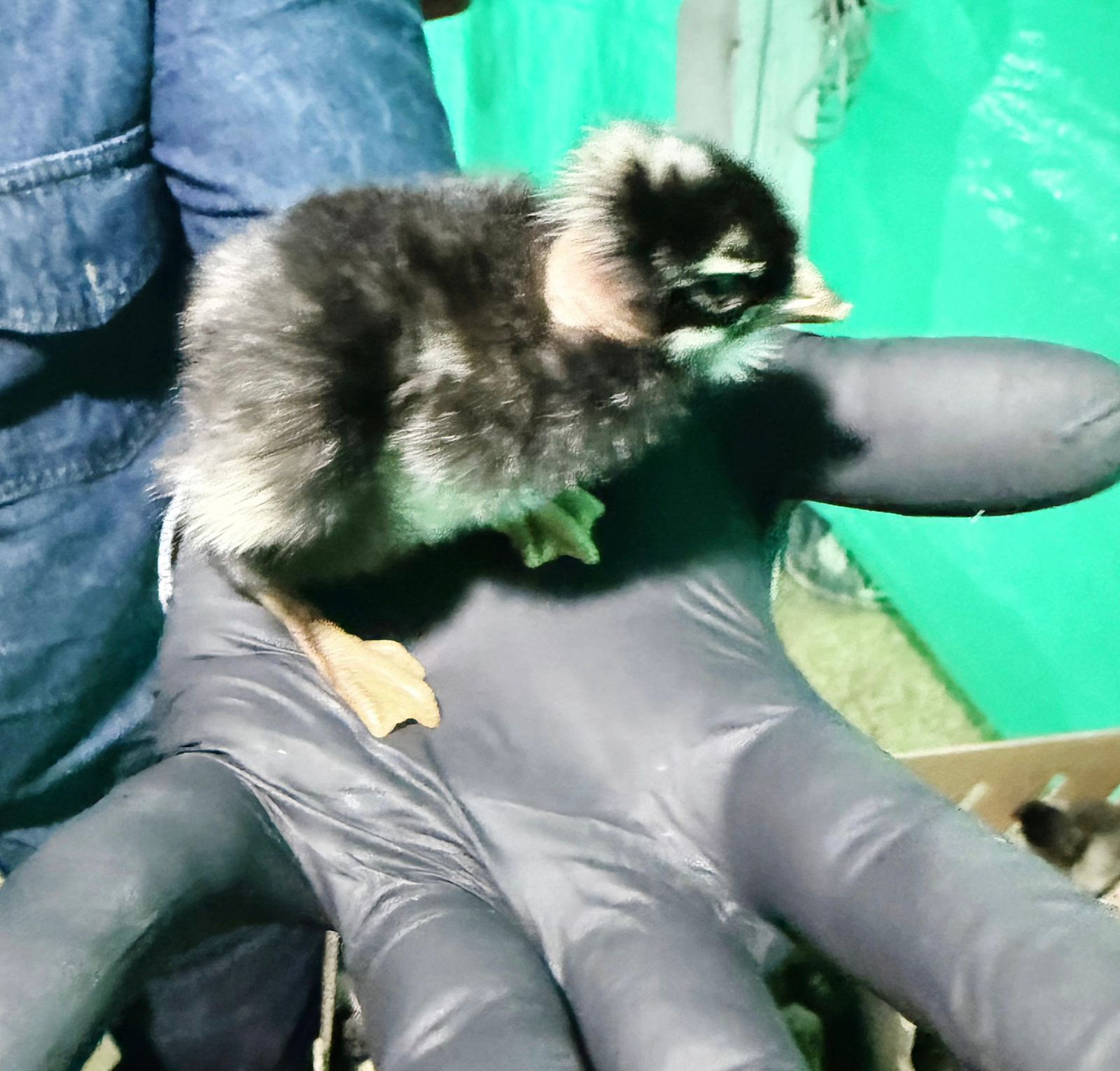 Granja avícola moderna